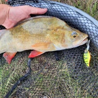 Westin Buzzbite Crankbaits 5cm/6g